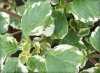 plectranthus